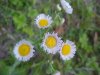 Philadelphia Fleabane (Erigeron philadelphicus)