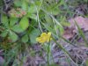 Canadian Dwarf Cinquefoil (Potentilla canadensis)