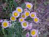 Philadelphia Fleabane (Erigeron philadelphicus)
