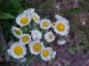 Philadelphia Fleabane (Erigeron philadelphicus)