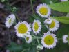 Philadelphia Fleabane (Erigeron philadelphicus)