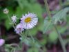 Philadelphia Fleabane (Erigeron philadelphicus)