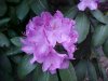 Mountain Rosebay; Catawba Rhododendron (Rhodododendron catawbiense)
