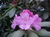 Mountain Rosebay; Catawba Rhododendron (Rhodododendron catawbiense)