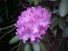 Mountain Rosebay; Catawba Rhododendron (Rhodododendron catawbiense)