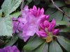 Mountain Rosebay; Catawba Rhododendron (Rhodododendron catawbiense)