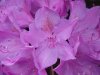 Mountain Rosebay; Catawba Rhododendron (Rhodododendron catawbiense)
