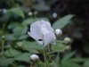 Allegheny Blackberry  (Rubus allegheniensis porter agg)
