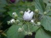 Allegheny Blackberry  (Rubus allegheniensis porter agg)