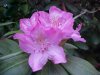 Mountain Rosebay; Catawba Rhododendron (Rhodododendron catawbiense)