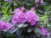 Mountain Rosebay; Catawba Rhododendron (Rhodododendron catawbiense)