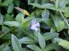 Periwinke; Myrtle (Vinca Minor)