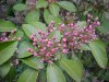 Budding Mountain Laurel (Kalmia latifolia)