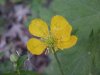 Common Buttercup (Ranunculus acris)