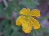 Common Buttercup (Ranunculus acris)