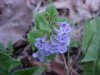 Ground Ivy; Gill-over-the-ground;  Creeping Charlie (Glechoma  hederacea)