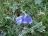 European Bluebells (Hycanthinoides non-scripta)