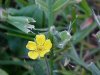 Canadian Dwarf Cinquefoil (Potentilla canadensis)