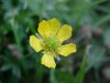 Common Buttercup (Ranunculus acris)
