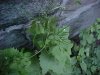 Garlic Mustard (Alliaria petiolata)
