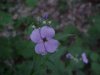 Dame's Rocket; Dame's Violet; Mother-of-the-Evening (Hesperis matronalis)