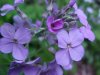 Dame's Rocket; Dame's Violet; Mother-of-the-Evening (Hesperis matronalis)