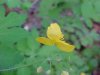 Greater Celandine; Wartweed (Chelidonium majus)
