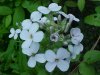Dame's Rocket; Dame's Violet; Mother-of-the-Evening (Hesperis matronalis)