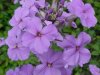 Dame's Rocket; Dame's Violet; Mother-of-the-Evening (Hesperis matronalis)