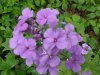 Dame's Rocket; Dame's Violet; Mother-of-the-Evening (Hesperis matronalis)
