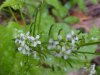 Garlic Mustard (Alliaria petiolata)