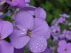 Dame's Rocket; Dame's Violet; Mother-of-the-Evening (Hesperis matronalis)
