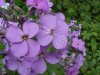 Dame's Rocket; Dame's Violet; Mother-of-the-Evening (Hesperis matronalis)