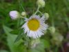 Philadelphia Fleabane (Erigeron philadelphicus)