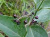 Black swallow-wort (Cynanchum nigrum; Cynanchum rossicum)