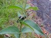 Black swallow-wort (Cynanchum nigrum; Cynanchum rossicum)
