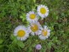 Philadelphia Fleabane (Erigeron philadelphicus)