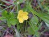 Canadian Dwarf Cinquefoil (Potentilla canadensis)