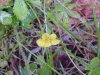 Canadian Dwarf Cinquefoil (Potentilla canadensis)