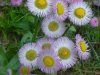 Philadelphia Fleabane (Erigeron philadelphicus)