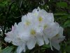 Mountain Rosebay; Catawba Rhododendron (Rhodododendron catawbiense)