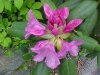 Mountain Rosebay; Catawba Rhododendron (Rhodododendron catawbiense)