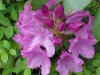 Mountain Rosebay; Catawba Rhododendron (Rhodododendron catawbiense)