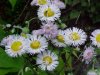 Philadelphia Fleabane (Erigeron philadelphicus)