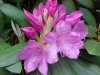 Mountain Rosebay; Catawba Rhododendron (Rhodododendron catawbiense)