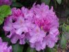 Mountain Rosebay; Catawba Rhododendron (Rhodododendron catawbiense)
