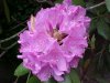Mountain Rosebay; Catawba Rhododendron (Rhodododendron catawbiense)