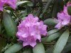 Mountain Rosebay; Catawba Rhododendron (Rhodododendron catawbiense)