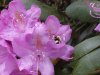 Mountain Rosebay; Catawba Rhododendron (Rhodododendron catawbiense)
