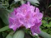 Mountain Rosebay; Catawba Rhododendron (Rhodododendron catawbiense)